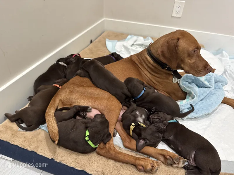 Gray  🩶 – German Shorthaired Pointer, Vizsla puppy for sale in Rio Linda, CA