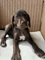 Orange 🍑, a female German Shorthaired Pointer and Vizsla for sale in Rio Linda, CA – 6 of 10