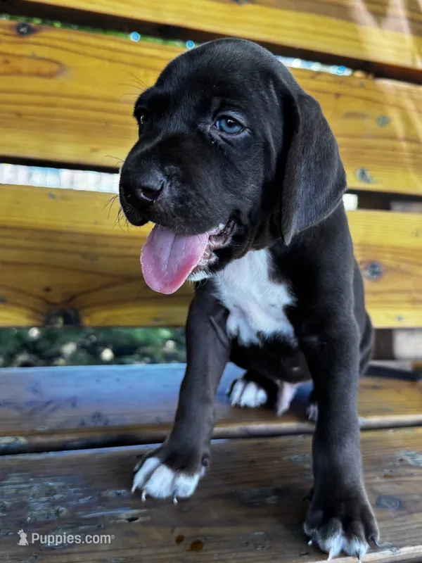 Blue 🫐 – German Shorthaired Pointer, Vizsla puppy for sale in Rio Linda, CA
