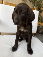 Gray  🩶, a male German Shorthaired Pointer and Vizsla for sale in Rio Linda, CA – 5 of 9
