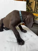 L Blue 🌊, a male German Shorthaired Pointer and Vizsla for sale in Rio Linda, CA – 3 of 10