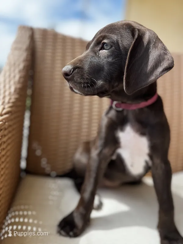 Pink 🎀 – German Shorthaired Pointer, Vizsla puppy for sale in Rio Linda, CA