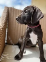 Pink 🎀, a female German Shorthaired Pointer and Vizsla for sale in Rio Linda, CA – 1 of 8
