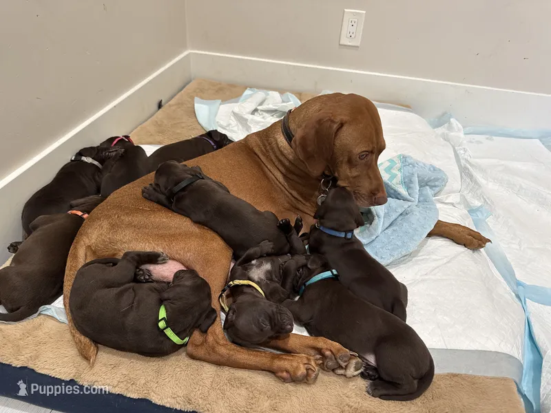 Blue 🫐 – German Shorthaired Pointer, Vizsla puppy for sale in Rio Linda, CA