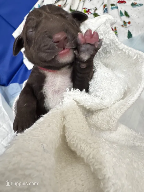 Pink – German Shorthaired Pointer, Vizsla puppy for sale in Rio Linda, CA