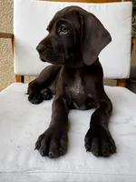 Black 🐼, a male German Shorthaired Pointer and Vizsla for sale in Rio Linda, CA – 5 of 10