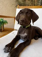 Lime 🍋‍🟩 , a female German Shorthaired Pointer and Vizsla for sale in Rio Linda, CA – 3 of 9