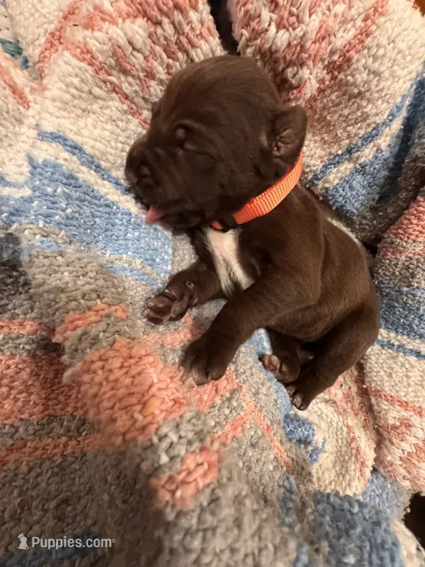 Orange 🍑 – German Shorthaired Pointer, Vizsla puppy for sale in Rio Linda, CA