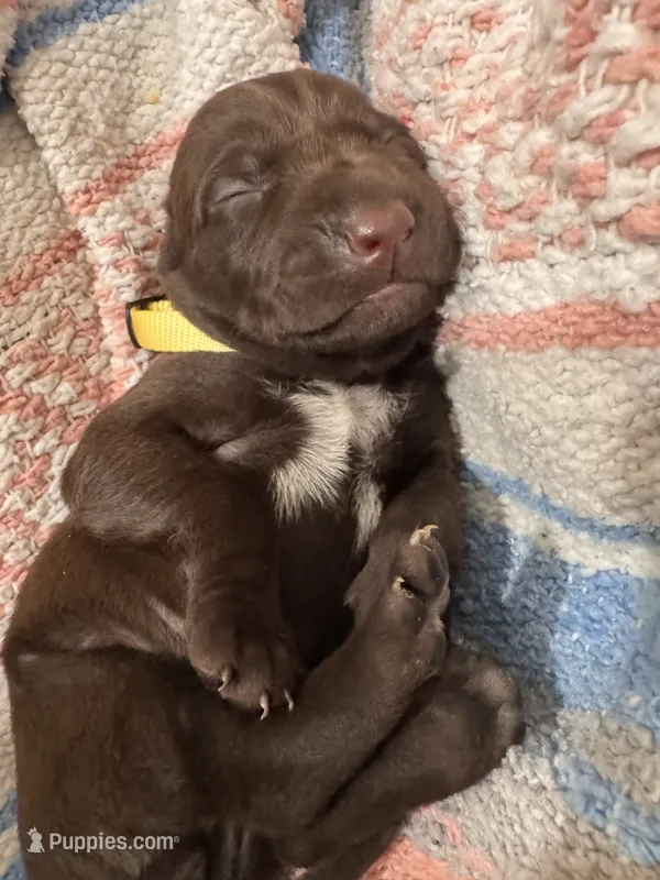 Yellow 🍋 – German Shorthaired Pointer, Vizsla puppy for sale in Rio Linda, CA