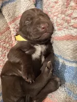 Yellow 🍋, a female German Shorthaired Pointer and Vizsla for sale in Rio Linda, CA – 1 of 7
