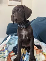 Girl/Yellow 🍋, a female German Shorthaired Pointer and Vizsla for sale in Rio Linda, CA – 4 of 9