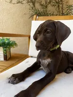 Lime 🍋‍🟩 , a female German Shorthaired Pointer and Vizsla for sale in Rio Linda, CA – 2 of 9