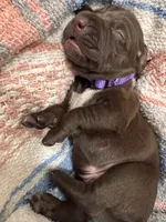 Purple 💜, a male German Shorthaired Pointer and Vizsla for sale in Rio Linda, CA – 2 of 8