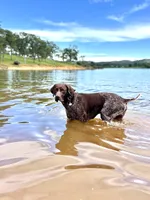 Orange 🍑, a female German Shorthaired Pointer and Vizsla for sale in Rio Linda, CA – 9 of 10