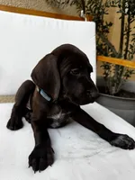 L Blue 🌊, a male German Shorthaired Pointer and Vizsla for sale in Rio Linda, CA – 5 of 10
