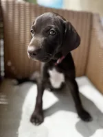 Pink 🎀, a female German Shorthaired Pointer and Vizsla for sale in Rio Linda, CA – 5 of 8