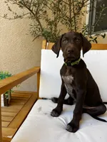 Lime 🍋‍🟩 , a female German Shorthaired Pointer and Vizsla for sale in Rio Linda, CA – 5 of 9