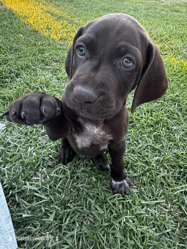 L Blue 🌊 – German Shorthaired Pointer, Vizsla puppy for sale in Rio Linda, CA