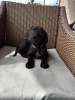 Yellow 🍋, a female German Shorthaired Pointer and Vizsla for sale in Rio Linda, CA – 7 of 9