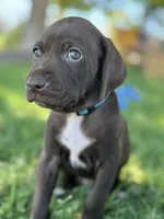 Gray  , a male German Shorthaired Pointer and Vizsla for sale in Rio Linda, CA – 7 of 10