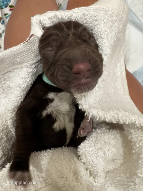 Teal – German Shorthaired Pointer, Vizsla puppy for sale in Rio Linda, CA