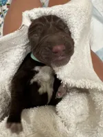 Teal, a female German Shorthaired Pointer and Vizsla for sale in Rio Linda, CA – 1 of 1