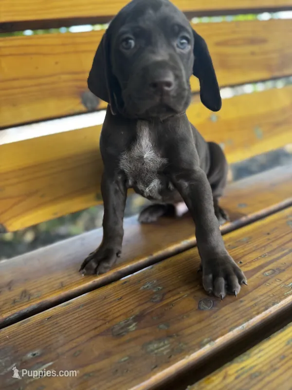 Black 🐼 – German Shorthaired Pointer, Vizsla puppy for sale in Rio Linda, CA