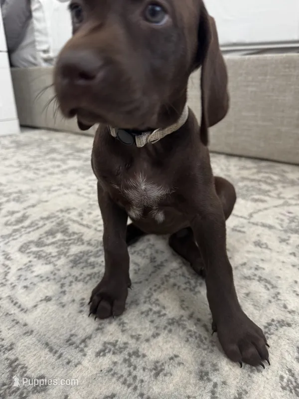 Yellow 🍋 – German Shorthaired Pointer, Vizsla puppy for sale in Rio Linda, CA