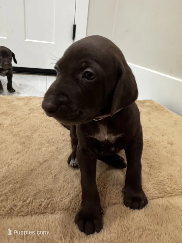 Gray  🩶 – German Shorthaired Pointer, Vizsla puppy for sale in Rio Linda, CA