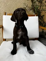 L Blue 🌊, a male German Shorthaired Pointer and Vizsla for sale in Rio Linda, CA – 6 of 10