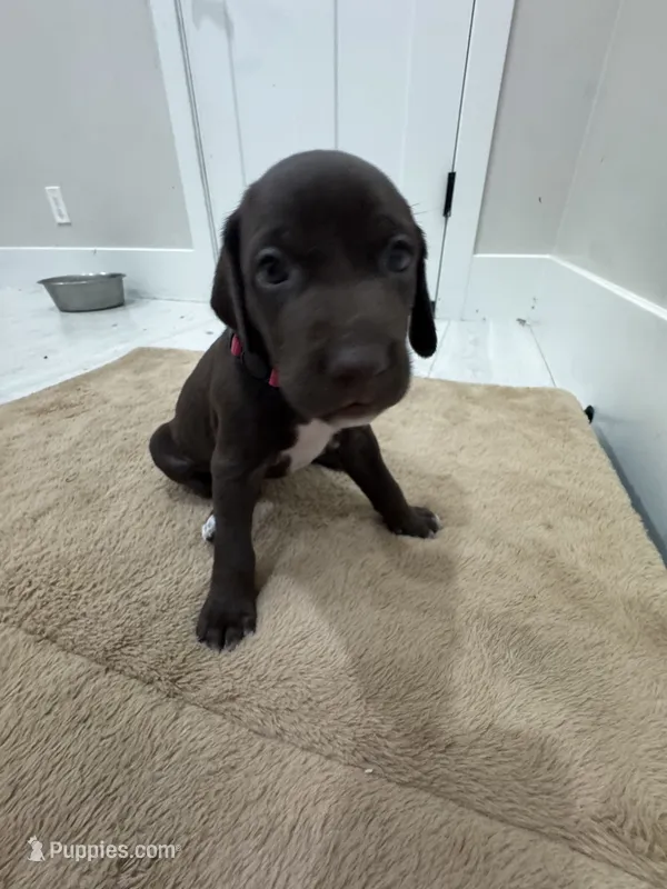 Pink 🎀 – German Shorthaired Pointer, Vizsla puppy for sale in Rio Linda, CA