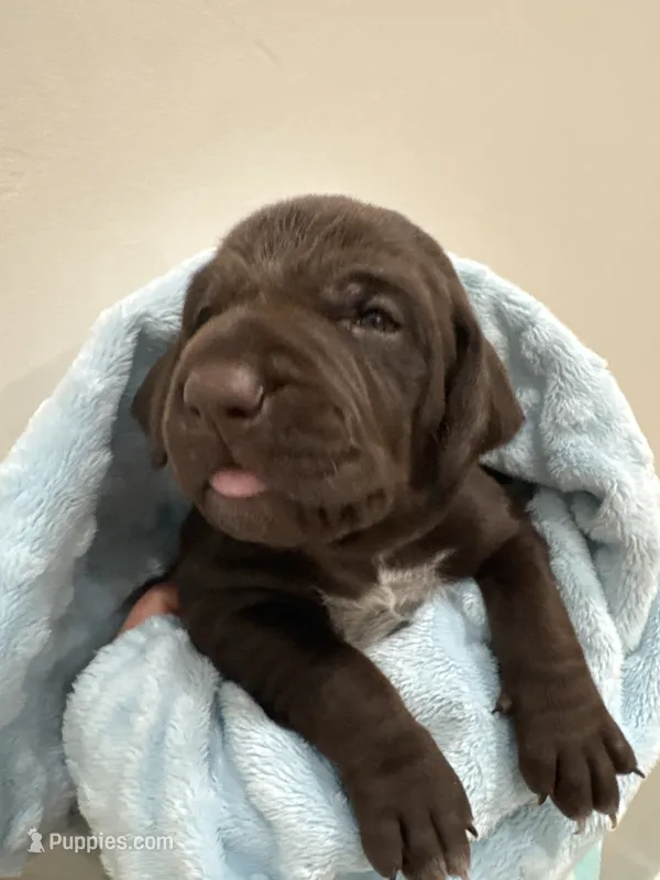 Purple 💜 – German Shorthaired Pointer, Vizsla puppy for sale in Rio Linda, CA