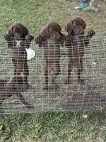 Gray  , a male German Shorthaired Pointer and Vizsla for sale in Rio Linda, CA – 5 of 10