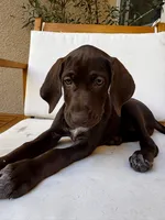 Lime 🍋‍🟩 , a female German Shorthaired Pointer and Vizsla for sale in Rio Linda, CA – 4 of 9