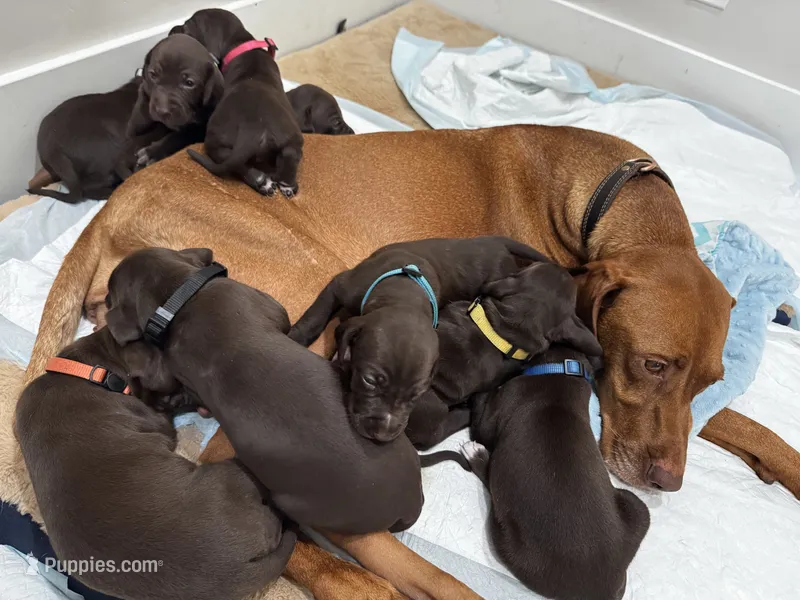 Orange 🍑 – German Shorthaired Pointer, Vizsla puppy for sale in Rio Linda, CA