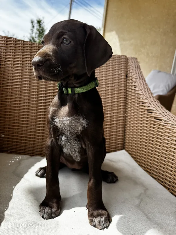 Lime 🍋‍🟩  – German Shorthaired Pointer, Vizsla puppy for sale in Rio Linda, CA