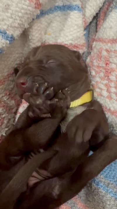Yellow 🍋, a female German Shorthaired Pointer and Vizsla for sale in Rio Linda, CA – 6 of 7