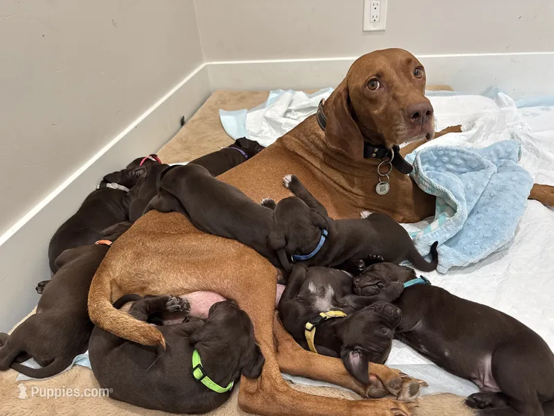 Yellow 🍋 – German Shorthaired Pointer, Vizsla puppy for sale in Rio Linda, CA