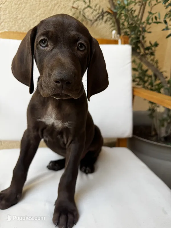 Gray  🩶 – German Shorthaired Pointer, Vizsla puppy for sale in Rio Linda, CA