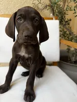 Gray  🩶, a male German Shorthaired Pointer and Vizsla for sale in Rio Linda, CA – 1 of 9