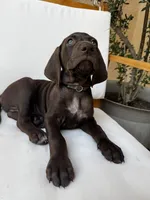 Gray  🩶, a male German Shorthaired Pointer and Vizsla for sale in Rio Linda, CA – 2 of 9