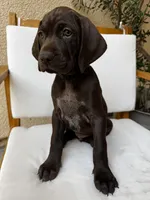 Black 🐼, a male German Shorthaired Pointer and Vizsla for sale in Rio Linda, CA – 4 of 10