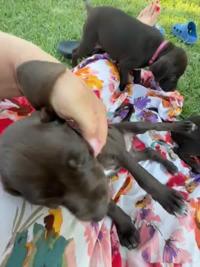 Orange 🍑, a female German Shorthaired Pointer and Vizsla for sale in Rio Linda, CA – 10 of 10