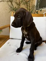 Yellow 🍋, a female German Shorthaired Pointer and Vizsla for sale in Rio Linda, CA – 4 of 9