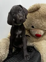 Girl/Yellow 🍋, a female German Shorthaired Pointer and Vizsla for sale in Rio Linda, CA – 6 of 9