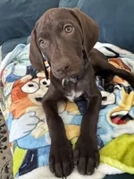 Girl/Yellow 🍋, a female German Shorthaired Pointer and Vizsla for sale in Rio Linda, CA – 1 of 9