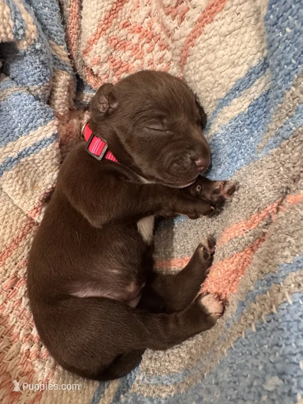 Pink 🎀 – German Shorthaired Pointer, Vizsla puppy for sale in Rio Linda, CA