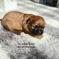 Lexi #4, a female Shih Tzu for sale in Mount Vernon, WA – 5 of 8