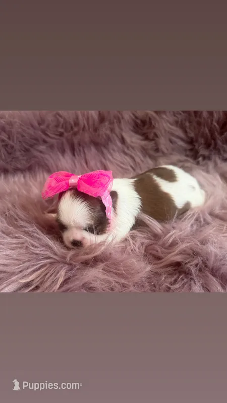 Elsie  – Shih Tzu puppy for sale in Mount Vernon, WA