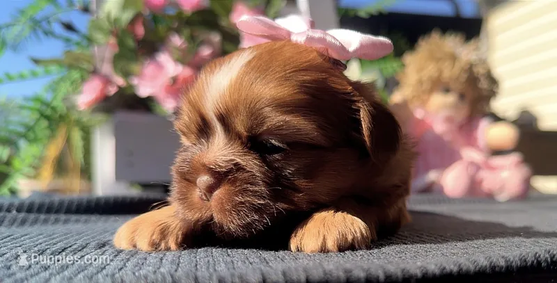 Lizzy #2 – Shih Tzu puppy for sale in Mount Vernon, WA